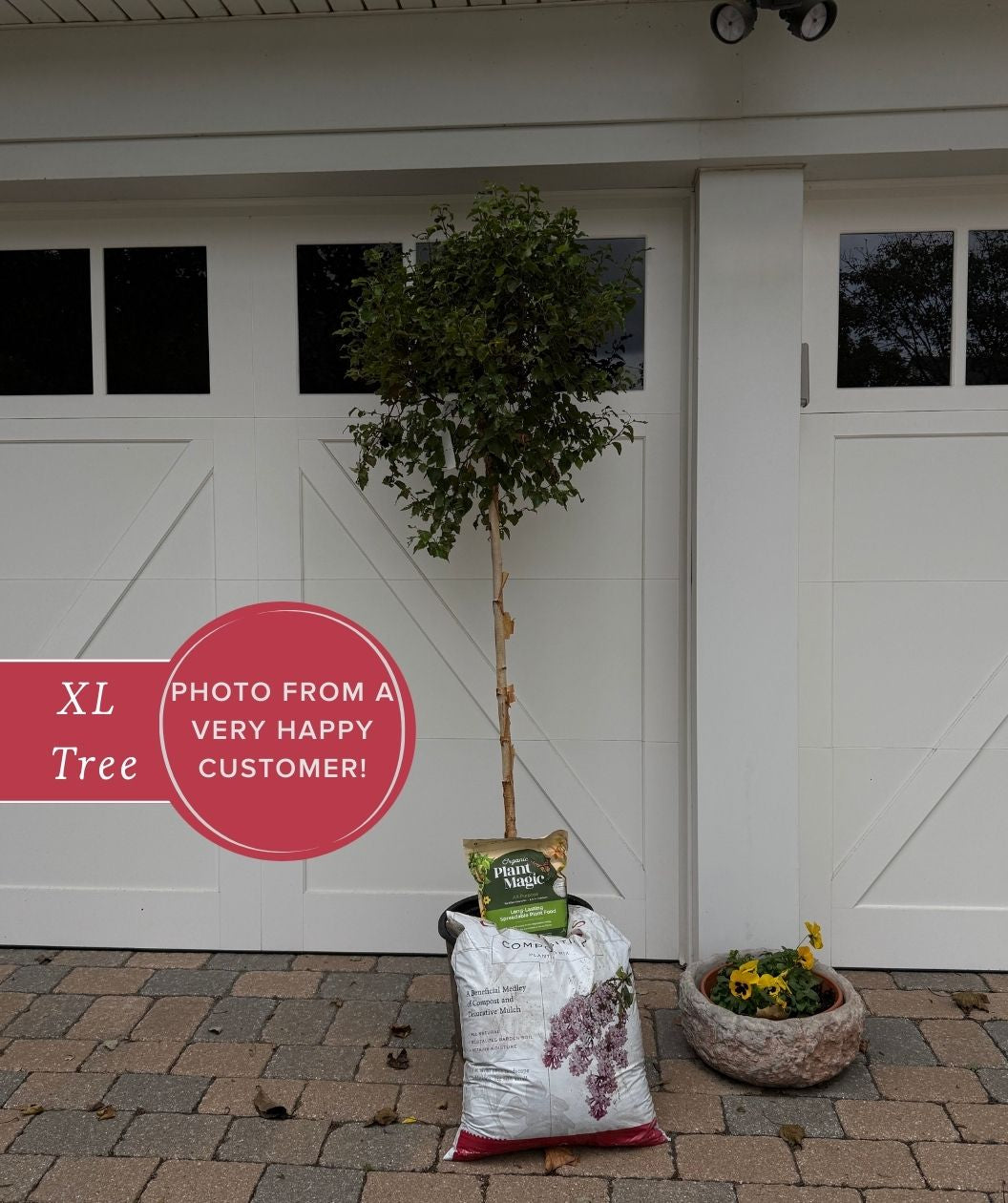Magical Globe birch tree in a nursery pot on a stone driveway in front of white garage doors, with soil bags and a small flower planter nearby