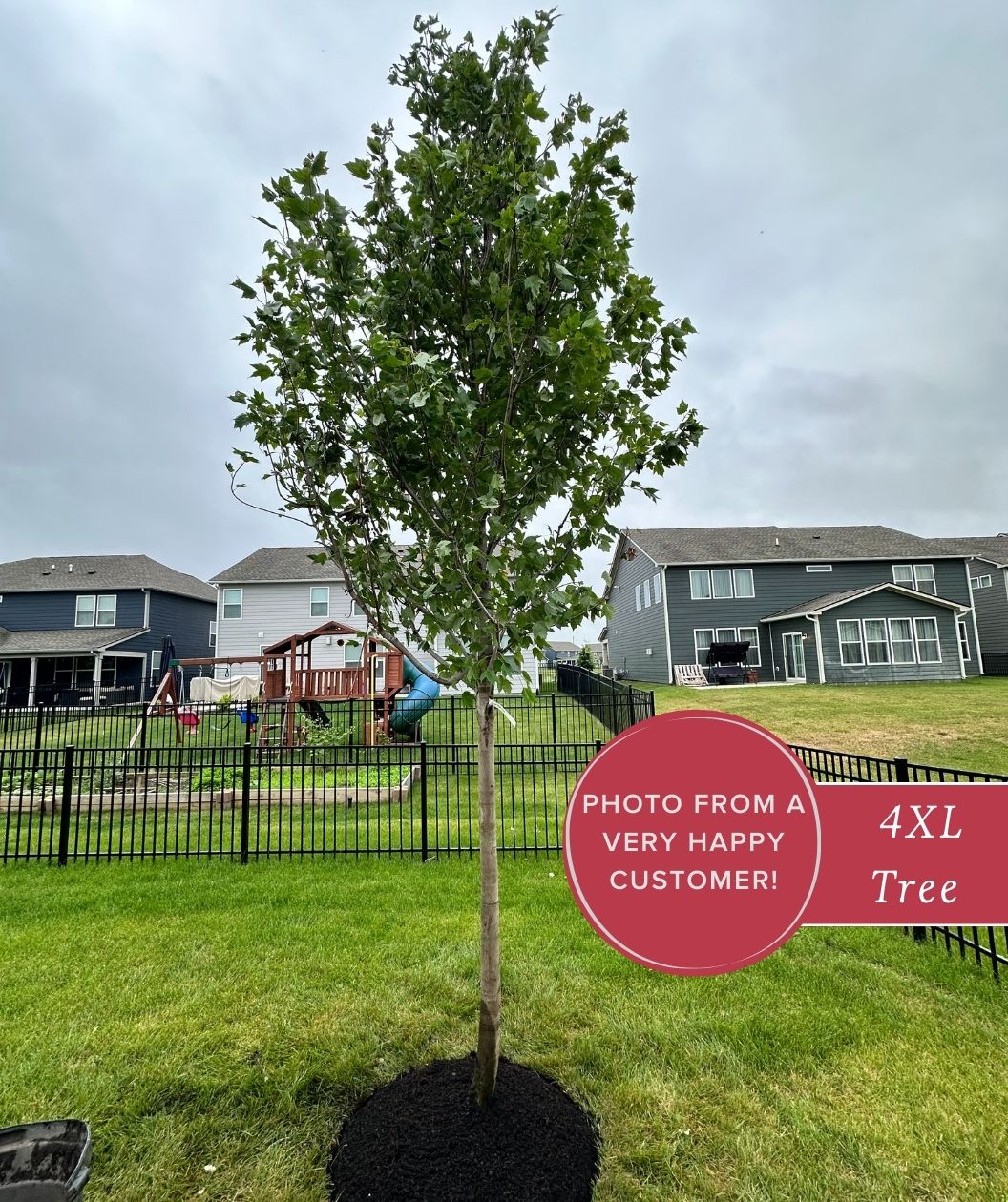 Red Sunset red maple tree planted in a grassy backyard with black metal fencing, suburban homes, and a playground under a cloudy sky