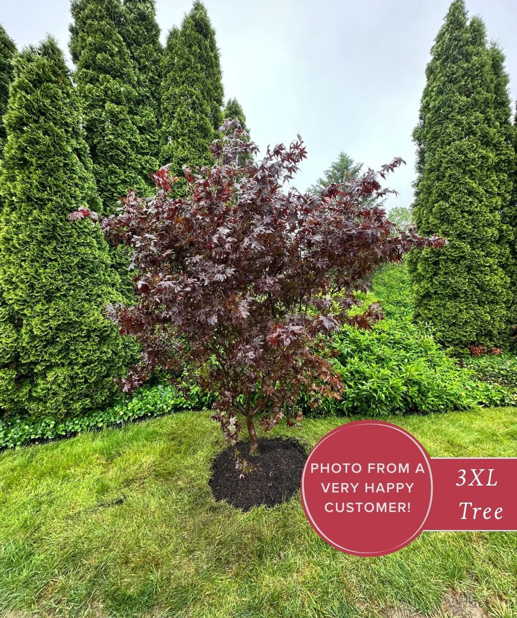 Bloodgood Japanese maple tree planted in a front yard, showing deep burgundy foliage with tall evergreen shrubs behind it.