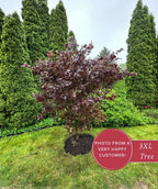 Bloodgood Japanese maple tree planted in a front yard, showing deep burgundy foliage with tall evergreen shrubs behind it.