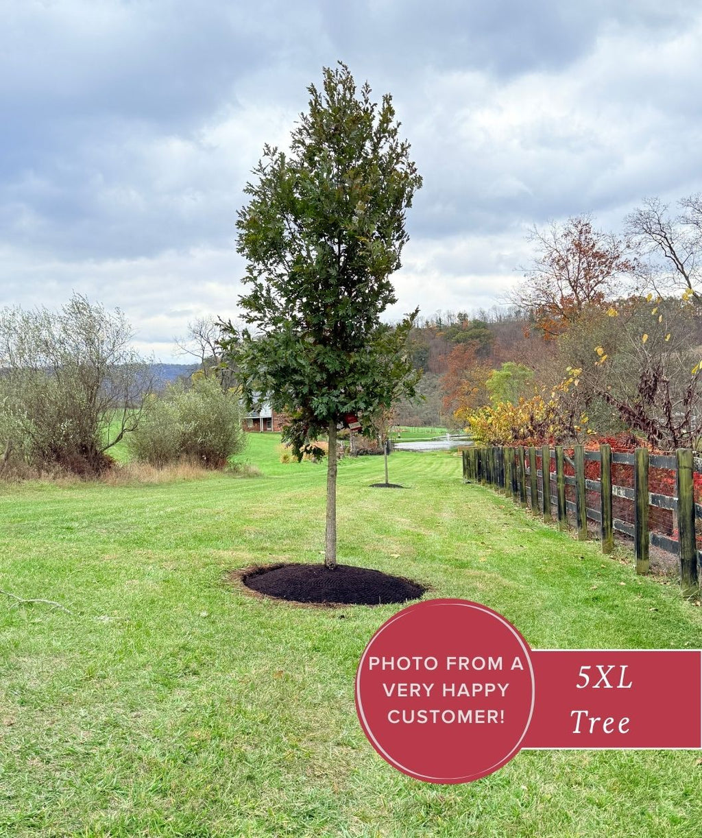 White Oak tree planted in the landscape in a line