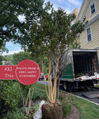 A tall, multi-trunk Muskogee crape myrtle with a burlap-wrapped root ball stands in a front yard beside a light-colored house, with a delivery truck and unloading ramp in the driveway; a badge on the left reads “Photo from a very happy customer! 4XL Tree.”