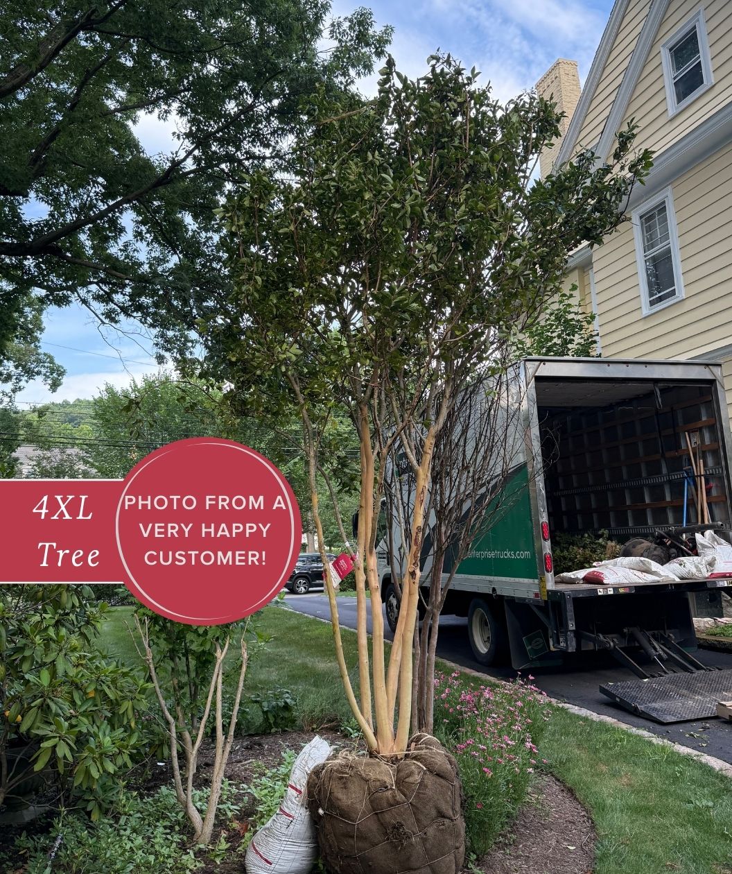 A tall, multi-trunk Muskogee crape myrtle with a burlap-wrapped root ball stands in a front yard beside a light-colored house, with a delivery truck and unloading ramp in the driveway; a badge on the left reads “Photo from a very happy customer! 4XL Tree.”