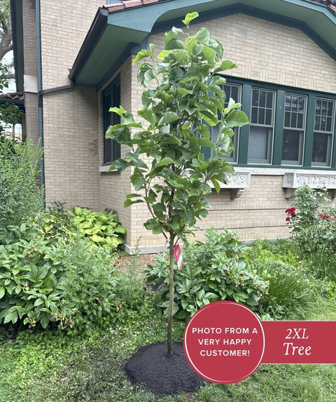 magnolia house plants Sunsation Magnolia | 2XL TREE | 6-7 ft. tall, single stem | Ships in