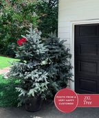 Bacheri Colorado Spruce delivered right to your door