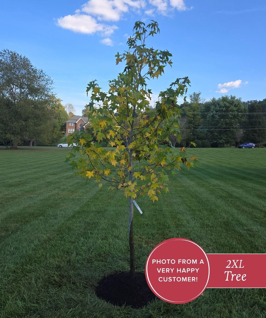 American Sweetgum planted in the landscape for added colorful fall colors