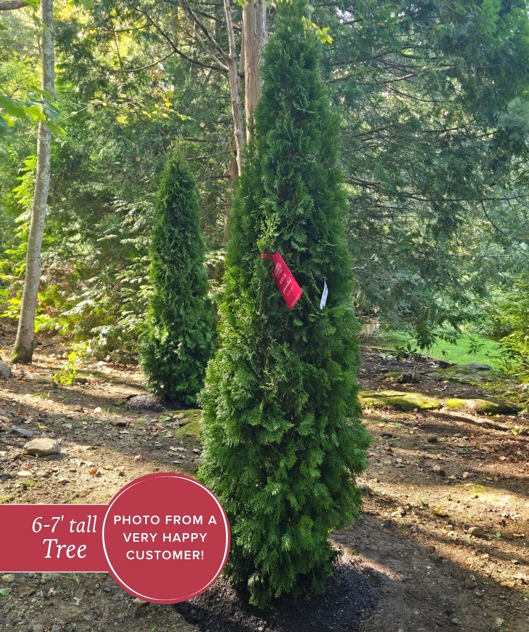 Emerald Green planted in the landscape for instant privacy