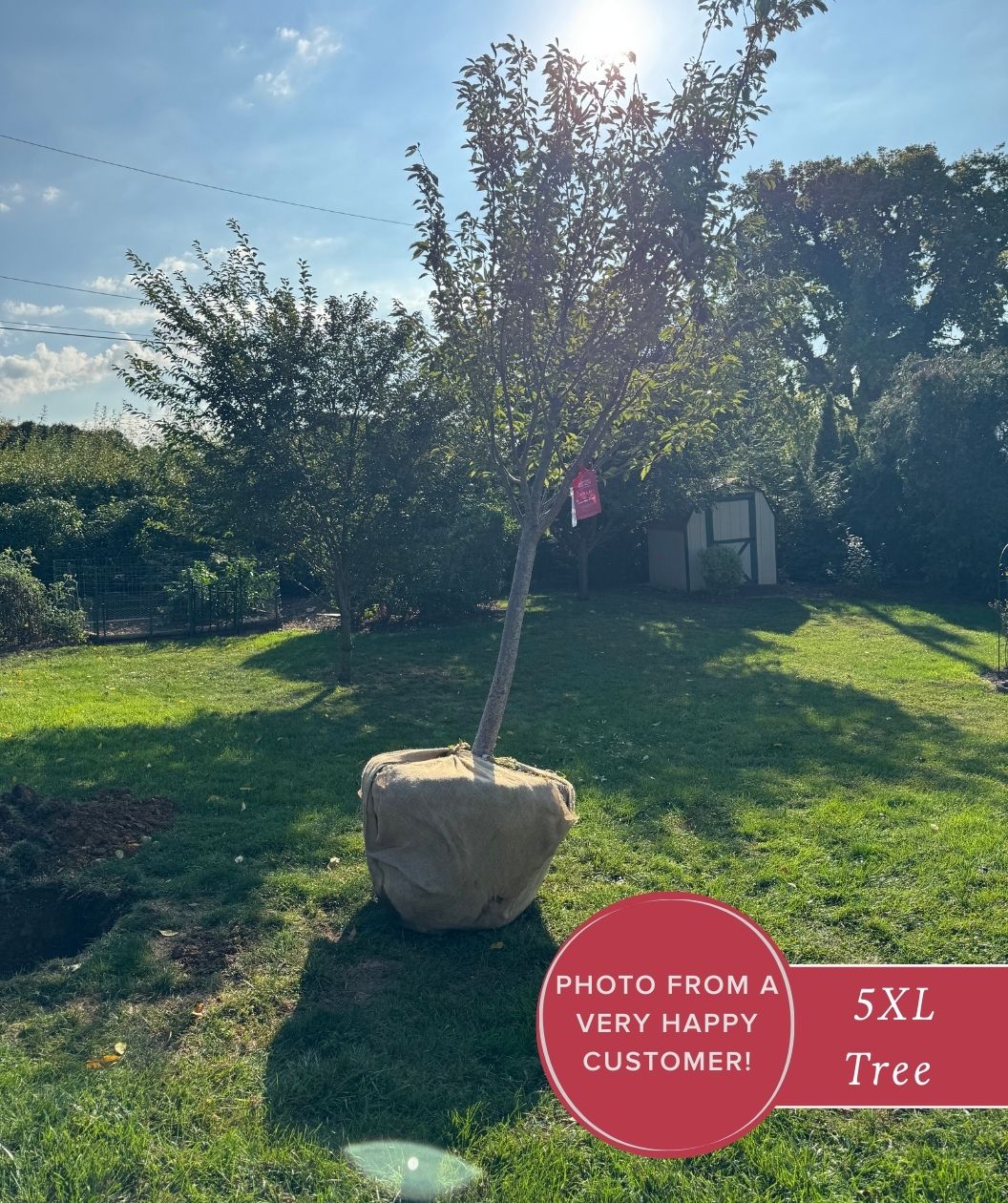 Akebono Yoshino Cherry Tree delivered to customer home 