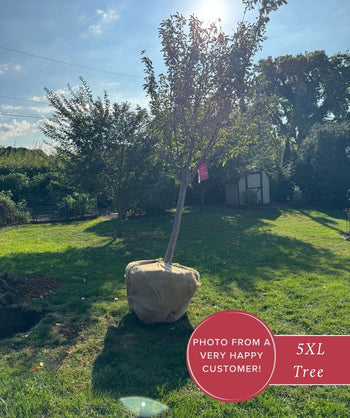 Akebono Yoshino Cherry Tree delivered to customer home 