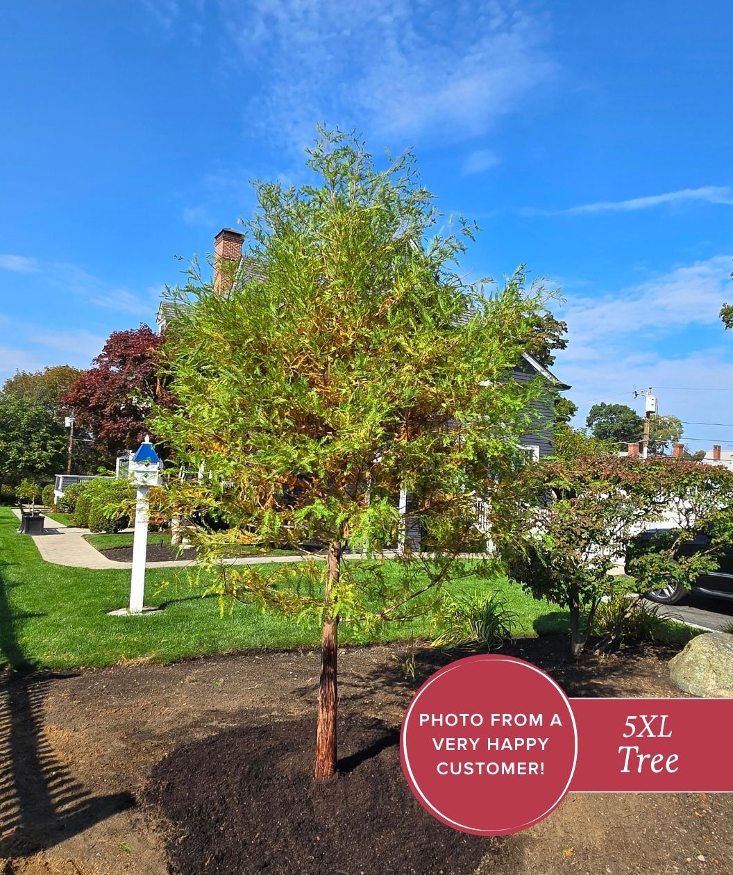 Bald Cypress | Bower & Branch