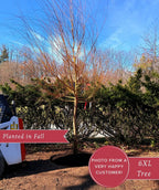Niobe Golden Weeping Willow freshly planted in the landscape during the fall season
