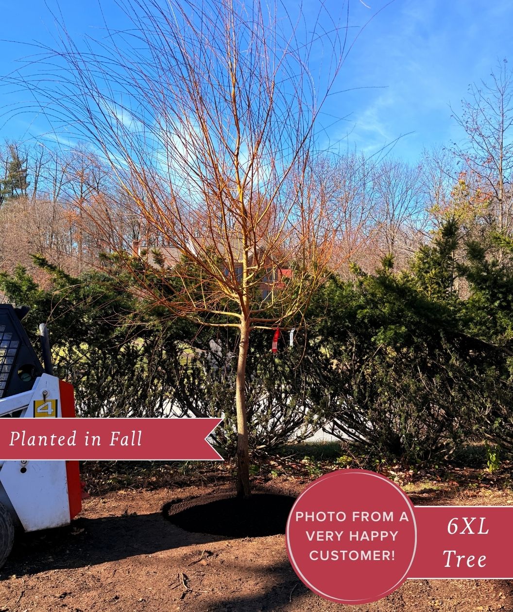 Niobe Golden Weeping Willow freshly planted in the landscape during the fall season