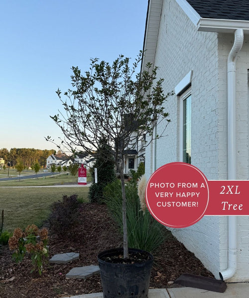 A young Coralburst flowering crabapple in a black nursery pot sits on a mulched landscape bed beside a white brick house at dusk, with a suburban street and neighboring homes in the distance; a badge on the right reads “Photo from a very happy customer! 2XL Tree.”