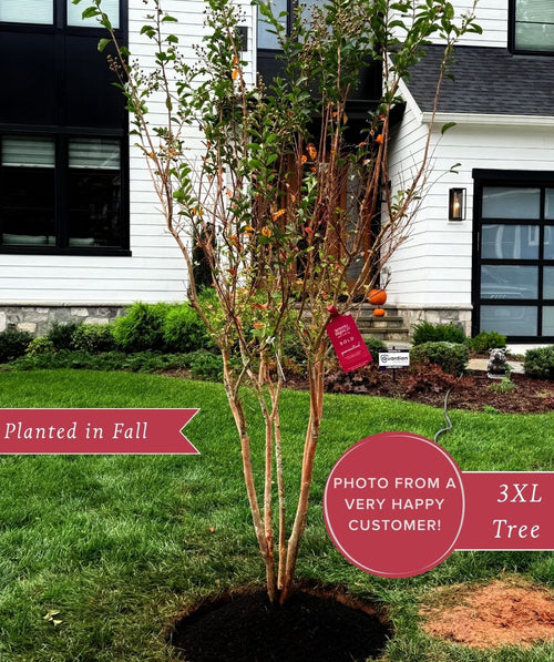 Hopi Crape Myrtle planted in the landscape in the fall season