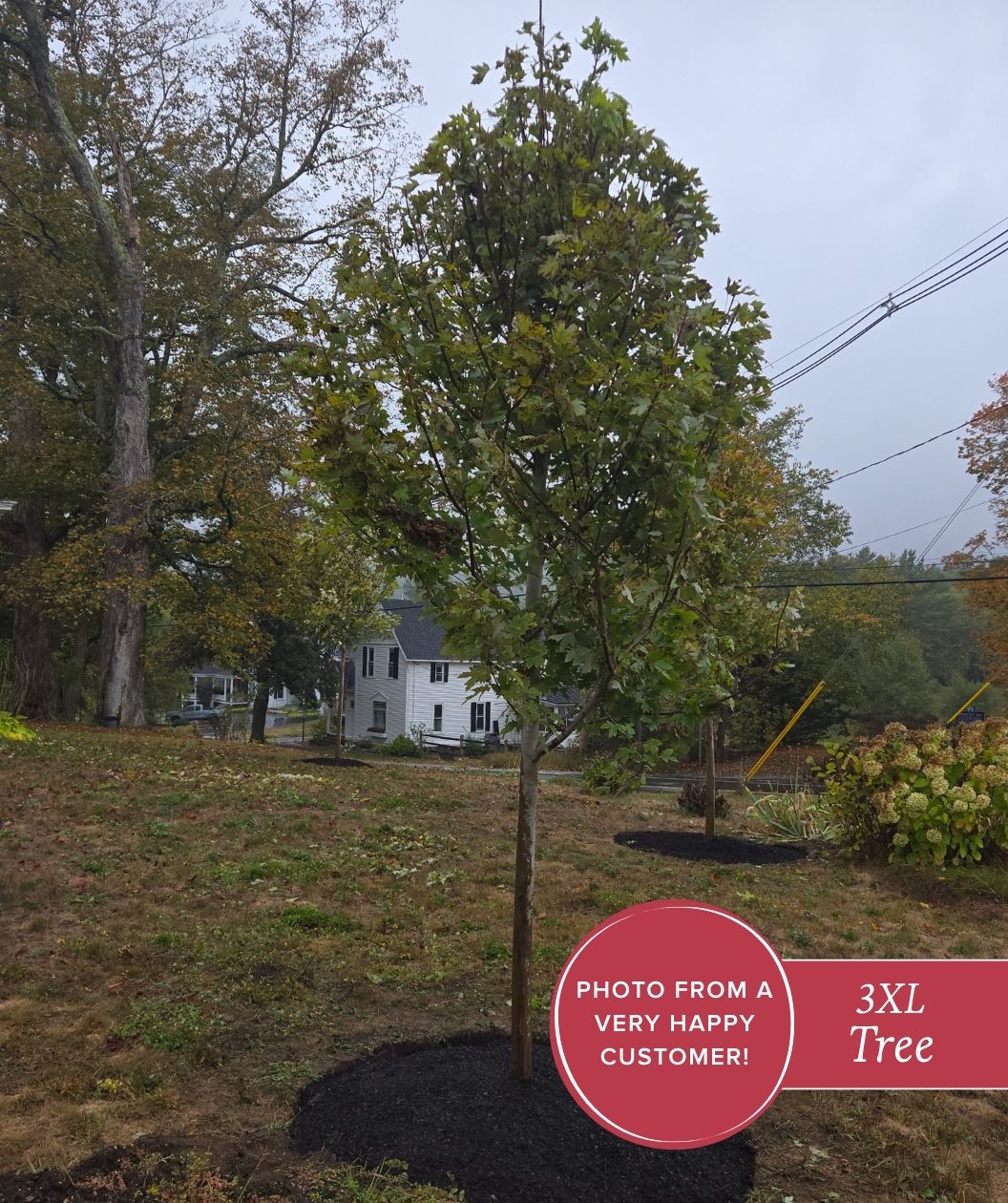Autumn Blaze Maple planted in the landscape for added fall color.
