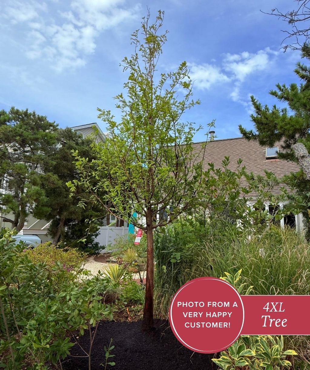 Dawn Redwood planted in the landscape 