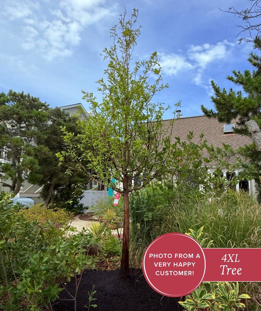 Dawn Redwood planted in the landscape 