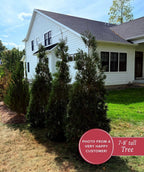 Full Speed A Hedge® American Pillar Arborvitae Hedge