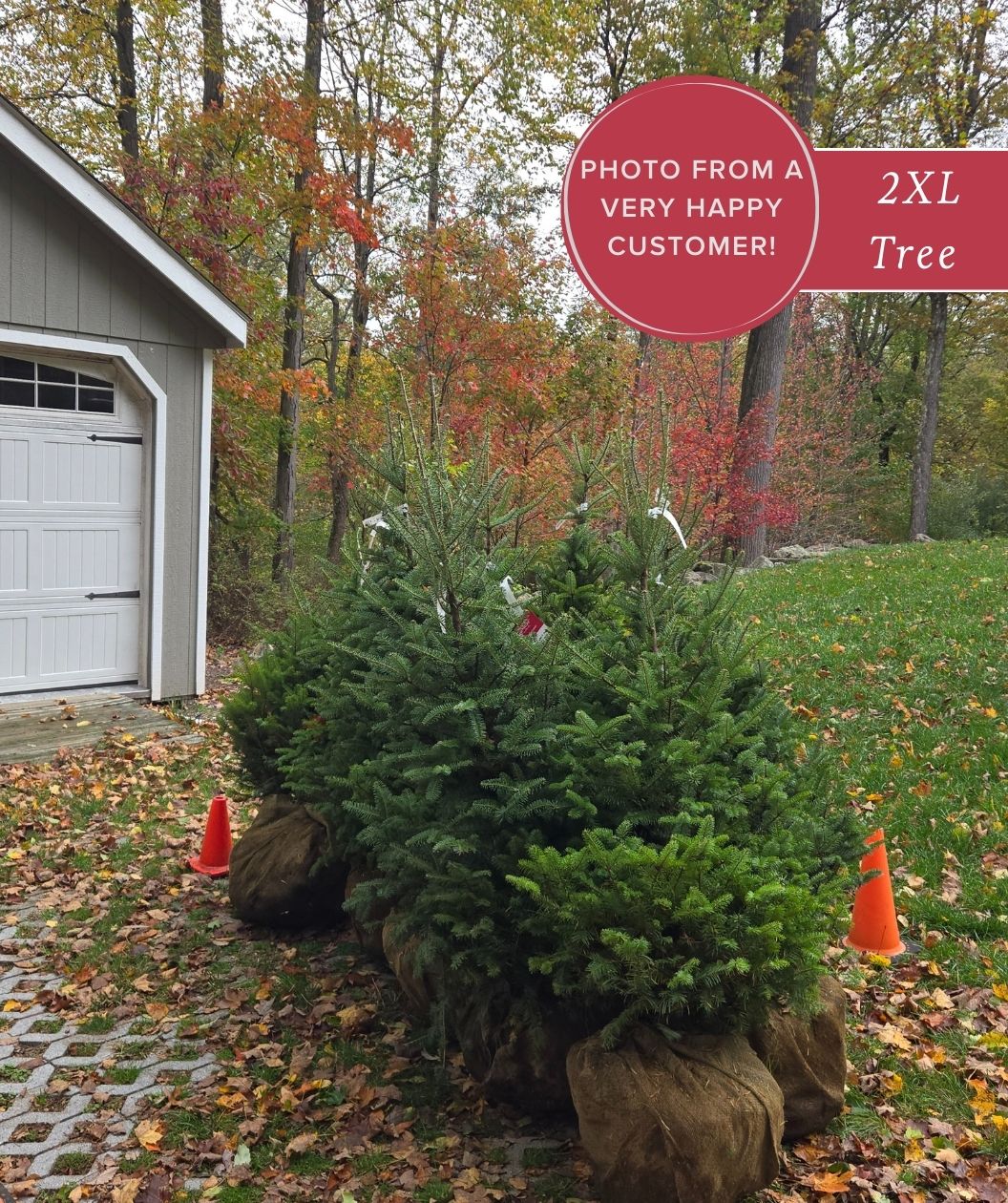 Canaan Fir tree delivered to a very happy customers home