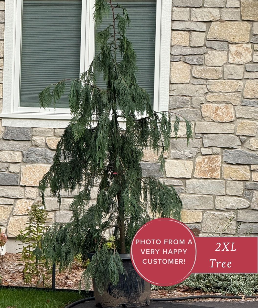 Blue Weeping Alaskan Cedar | Bower & Branch