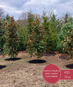 Three young Southern magnolia trees with glossy dark-green leaves and warm bronze undersides stand in a mulched planting bed on a winter-brown lawn, with evergreens and bare trees in the background beneath a cloudy gray sky; a badge on the lower right reads “Photo from a very happy customer! 4XL Tree.”
