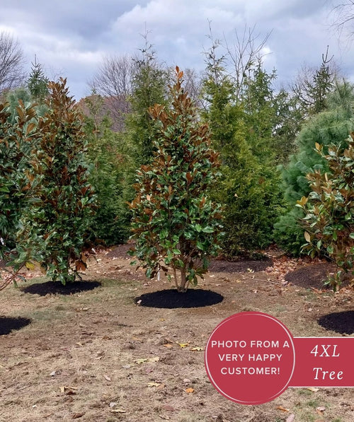 Three young Southern magnolia trees with glossy dark-green leaves and warm bronze undersides stand in a mulched planting bed on a winter-brown lawn, with evergreens and bare trees in the background beneath a cloudy gray sky; a badge on the lower right reads “Photo from a very happy customer! 4XL Tree.”