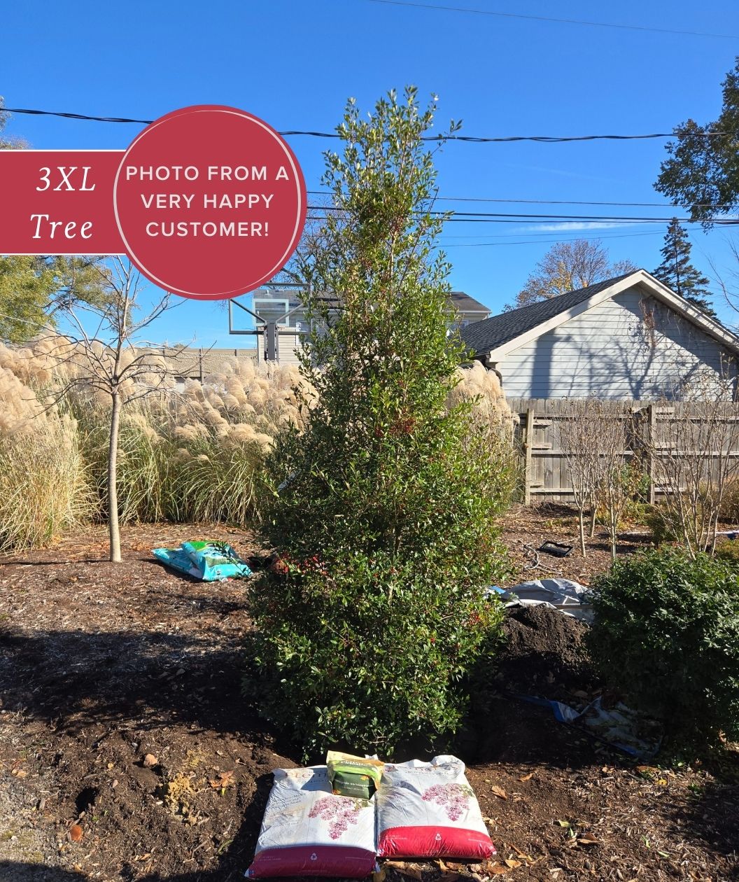 Foster Holly planted in the landscape  
