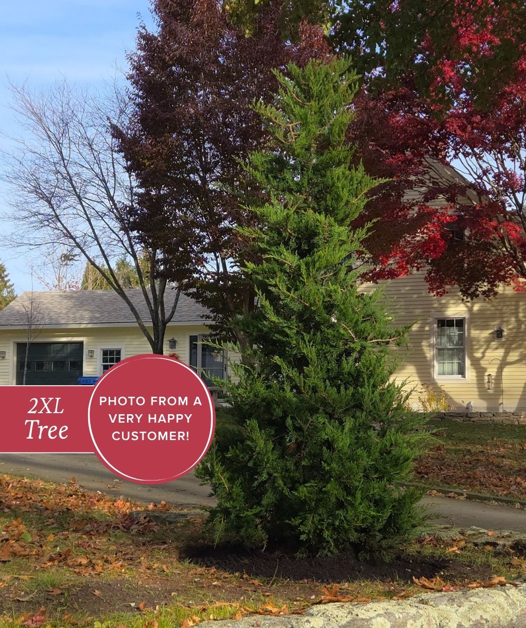 Emerald Sentinel™ Eastern Red Cedar