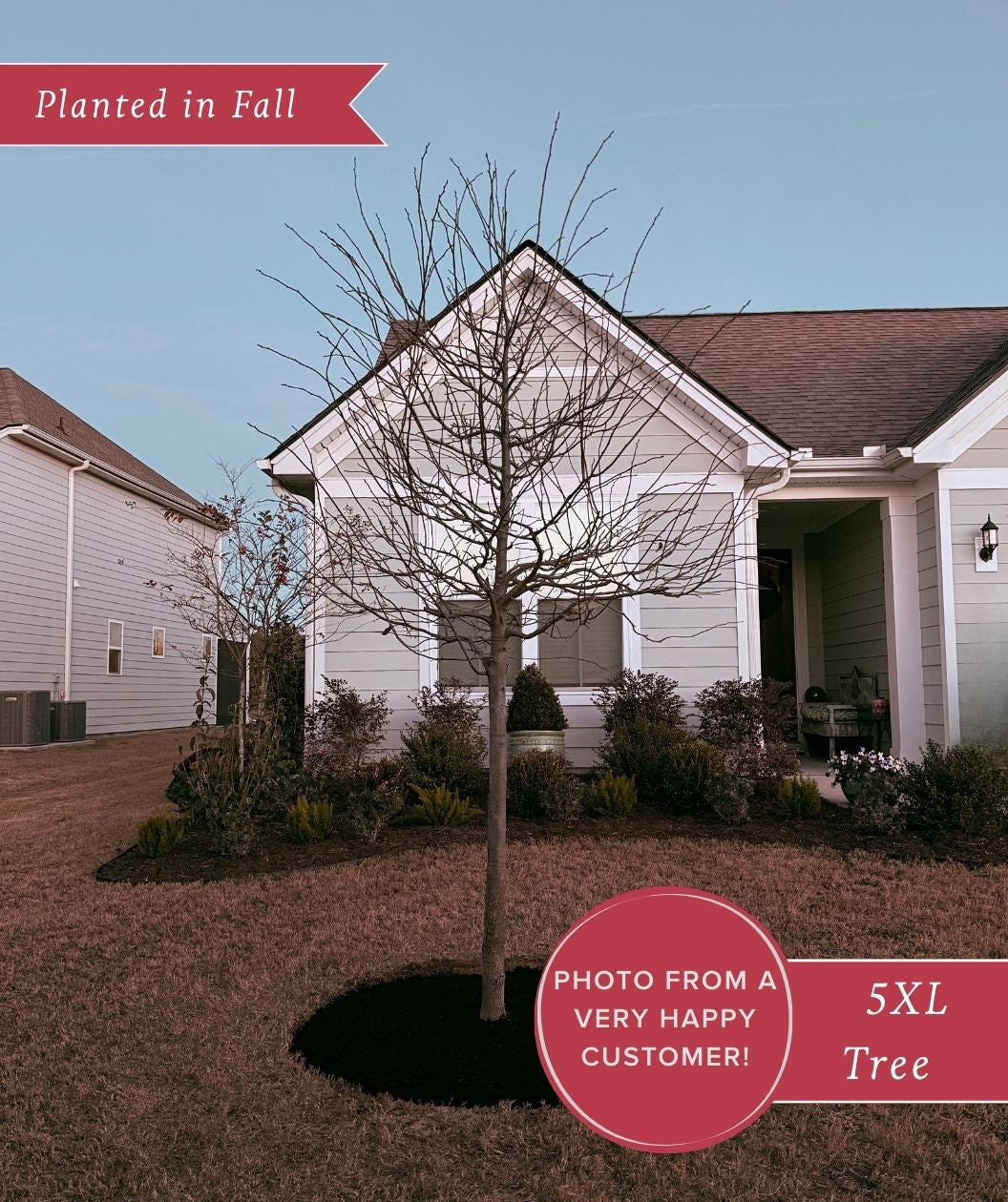 black planted Black Gum | 5XL TREE | 10-12 ft. tall, 3-4 in. caliper | Ships in