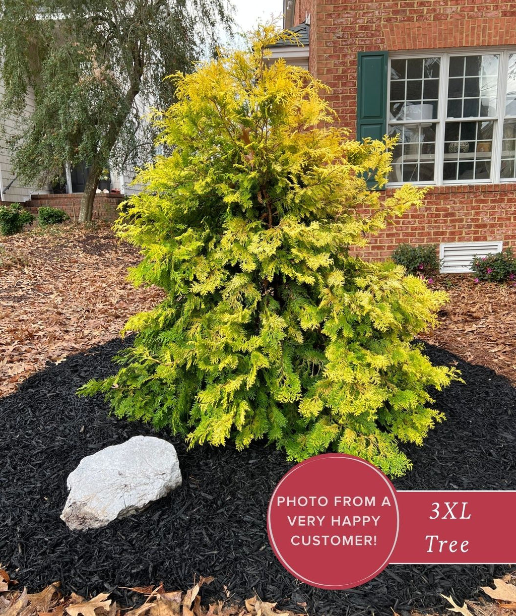 Crippsii Hinoki Cypress planted in the landscape with bright yellow foliage 