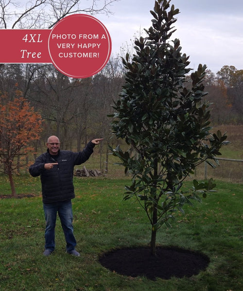 Edith Bogue Southern Magnolia planted in the landscape with a very happy customer posing next to the tree