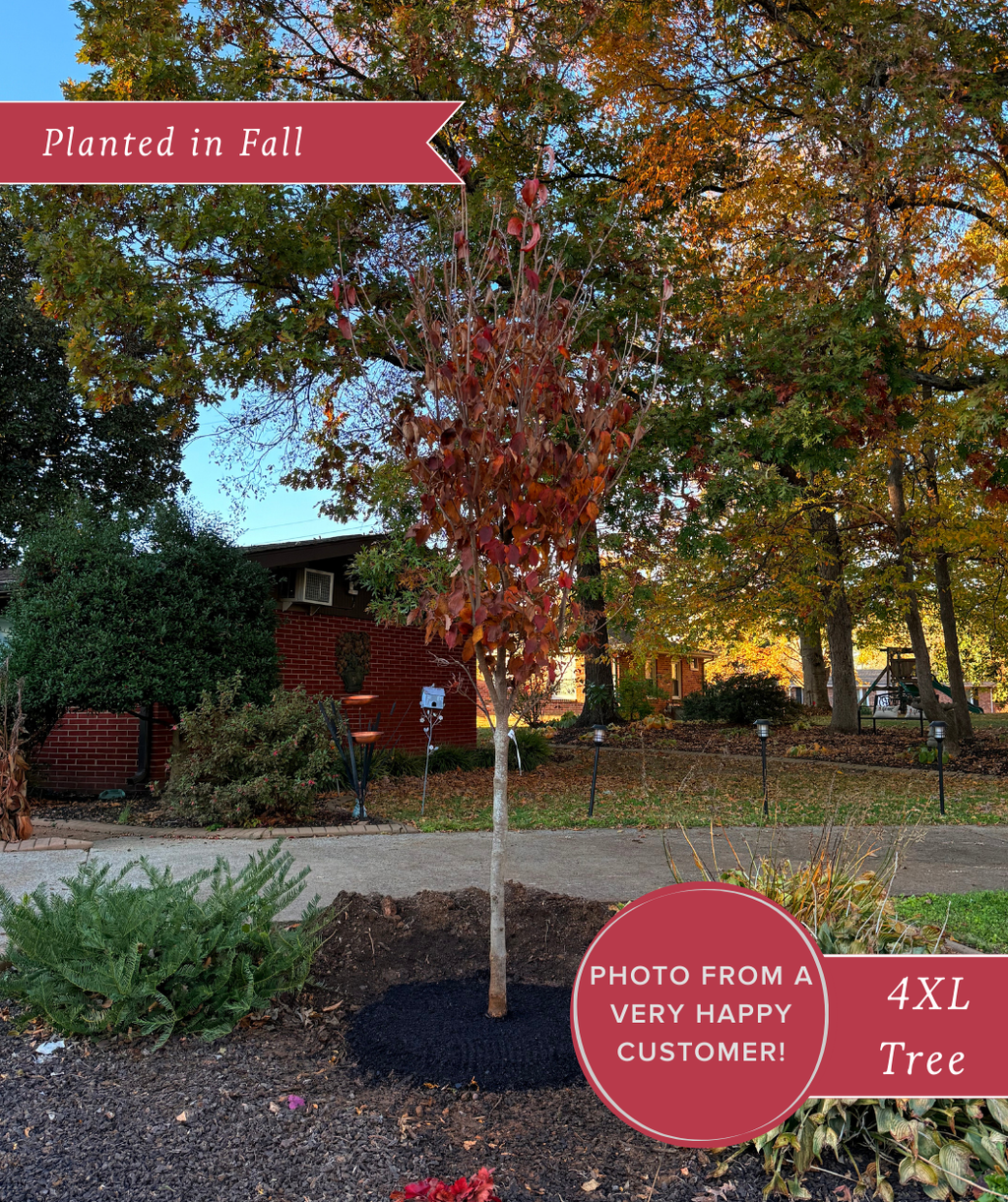 Galilean Chinese Dogwood planted in the landscape during the fall season showing fall color leaves
