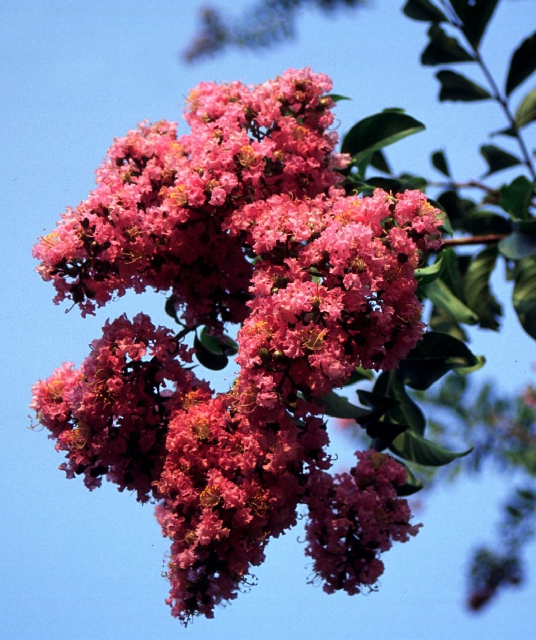 Biloxi Crape Myrtle
