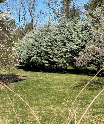 Multiple Blue Ice Cypress Trees planted in a early spring landscape, covered it the icy blue foliage.
