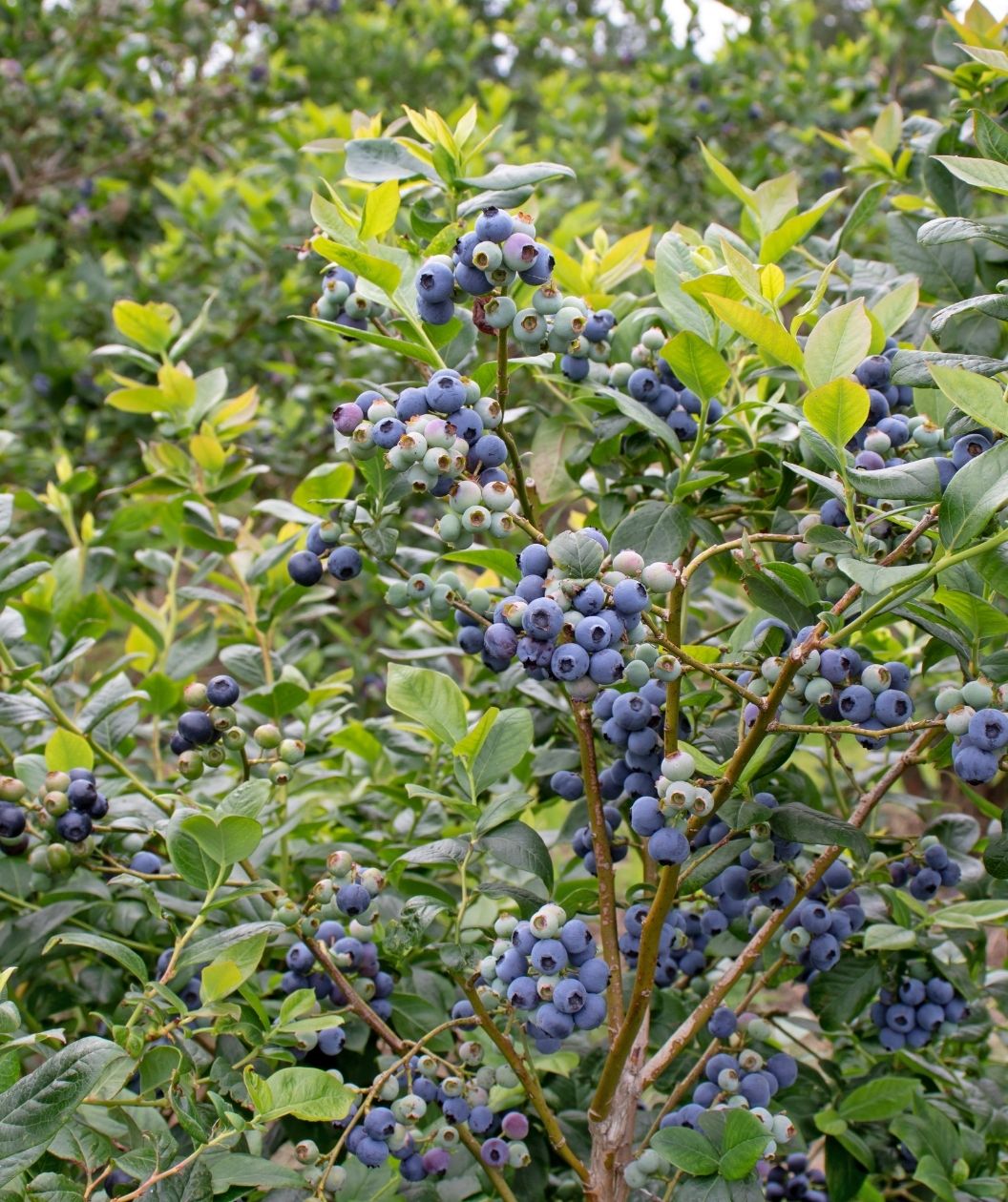 Blue Jay Highbush Blueberry shrub with clusters of ripe blue berries and unripe green berries on leafy branches
