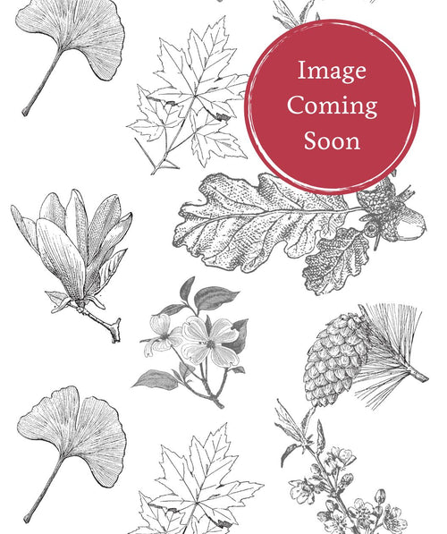 Black-and-white botanical line drawings on a white background with a red circular badge reading “Image Coming Soon,” surrounded by sketches of leaves, flowers, an oak sprig with acorns, and a pinecone with needles.