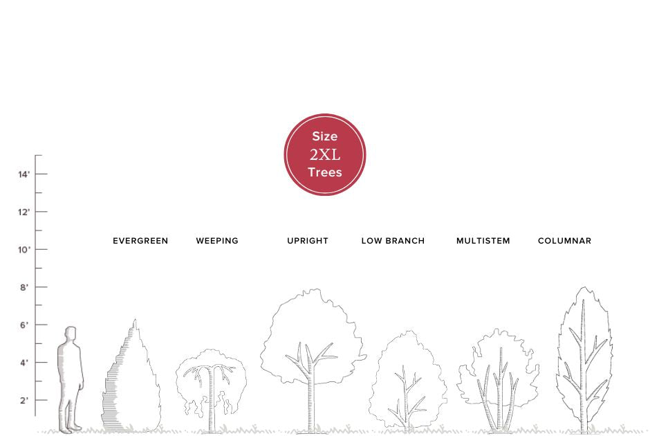 Buy Mature Trees online up to 6 to 7 feet tall