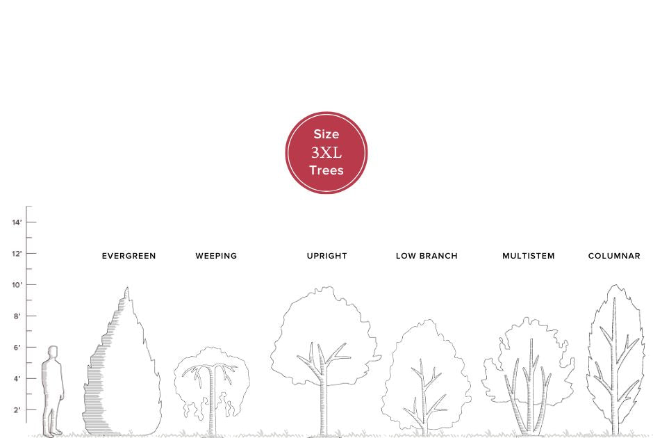 Buy Mature Trees online up to 8 to 10 feet tall