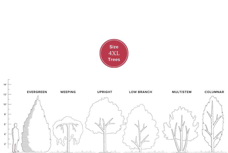 Buy Mature Trees online up to 10 to 12 feet tall