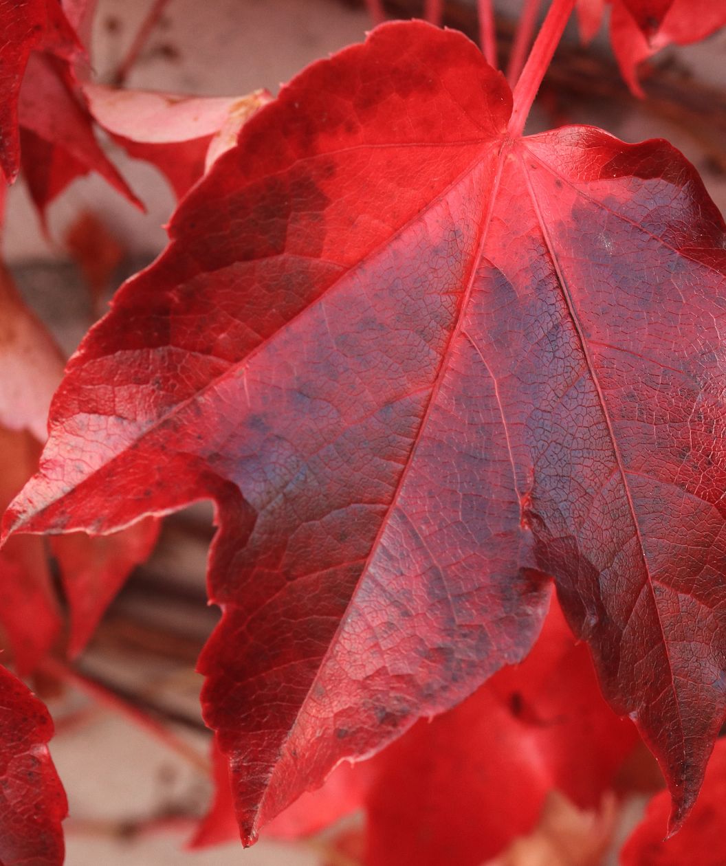 Close up read leaf of the Bowhall Red Maple tree