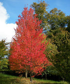 A tall, upright deciduous tree blazes with vivid red fall foliage in a grassy landscape, standing out against neighboring green trees under a bright blue sky with a few white clouds.