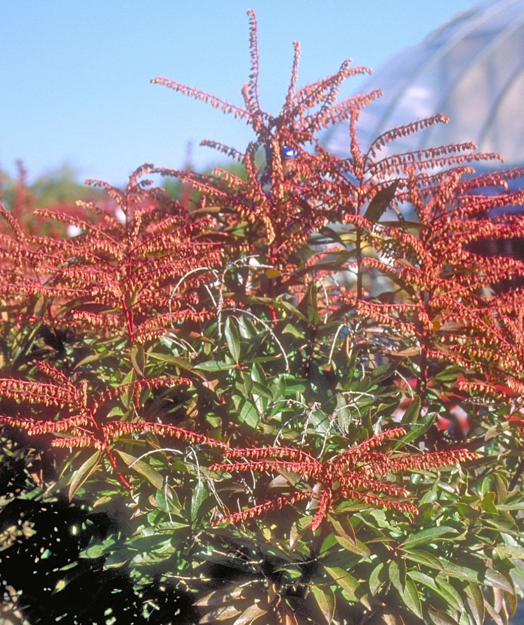 A dense evergreen shrub with glossy, narrow dark-green leaves is topped with airy sprays of tiny reddish buds and spent flower clusters, set against a bright blue sky and a softly blurred greenhouse structure in the background.