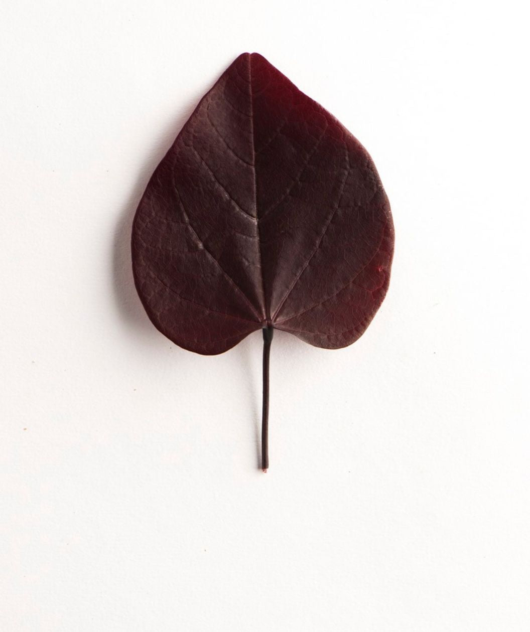 Burgundy Hearts Redbud Bower & Branch