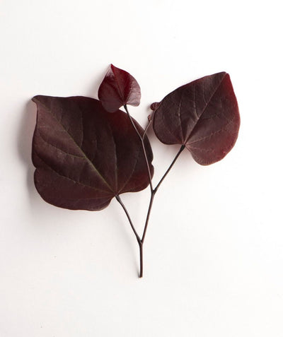 A close up of the deep purple, heart shaped leaves of the Burgundy Hearts Redbud on a white background