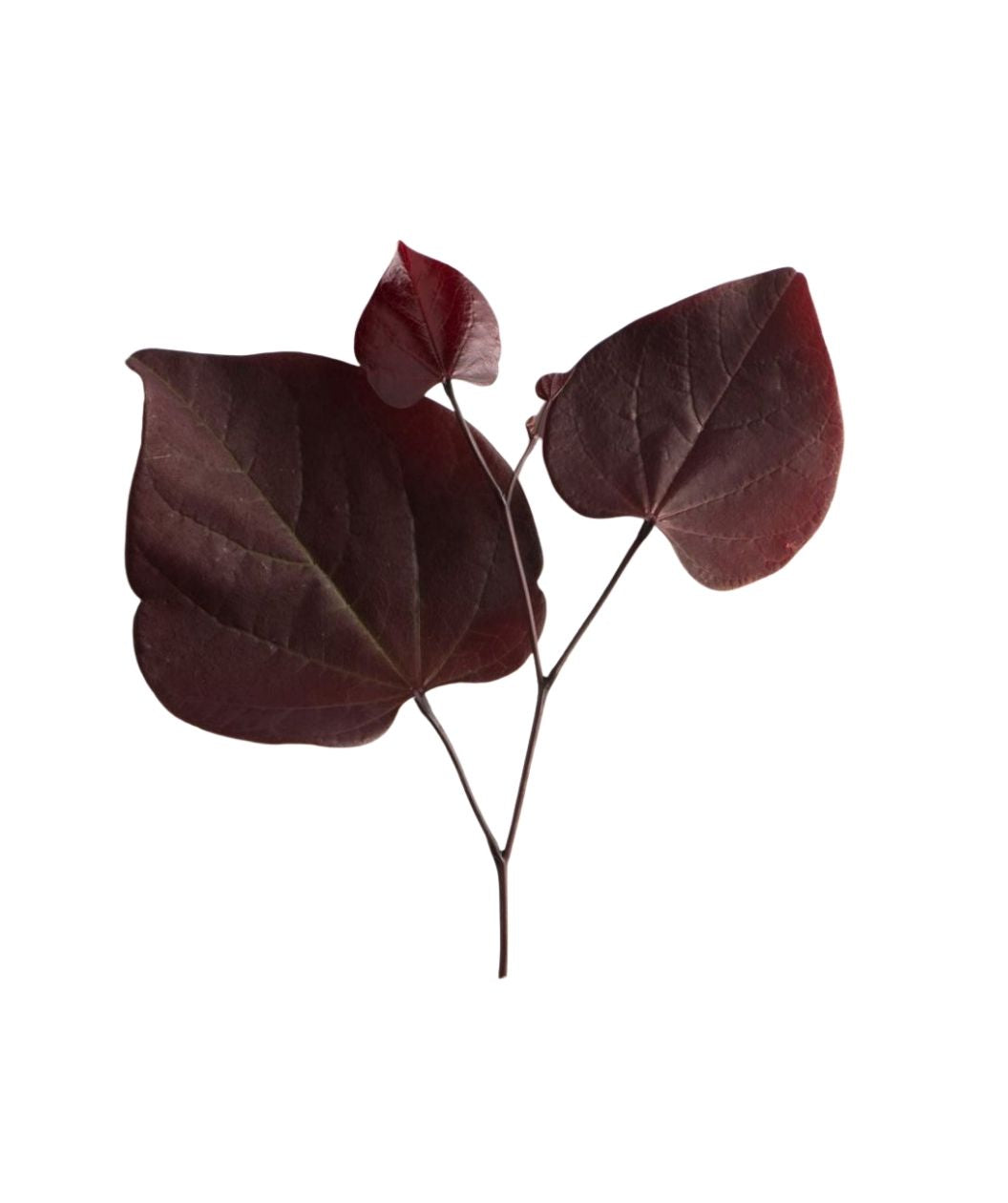 Burgundy Hearts® Redbud