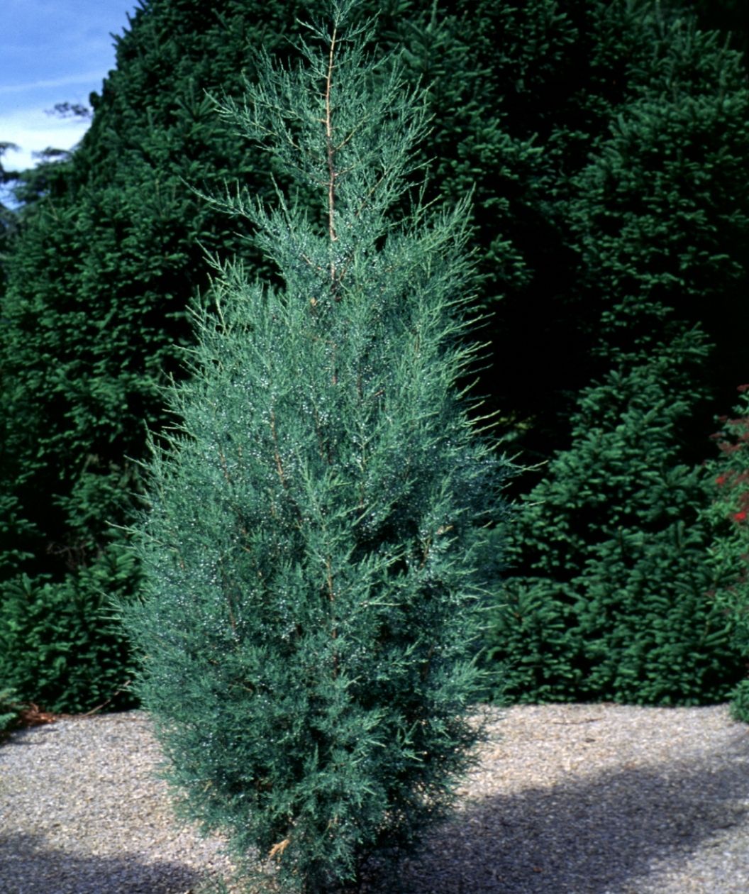 A narrow, upright evergreen with soft, feathery blue-green foliage rises from a gravel bed, standing in front of a dense backdrop of darker green conifers.