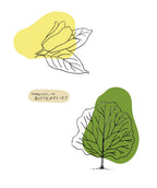Sketch drawings of the leaf, bloom and tree shape of the Butterflies Magnolia tree