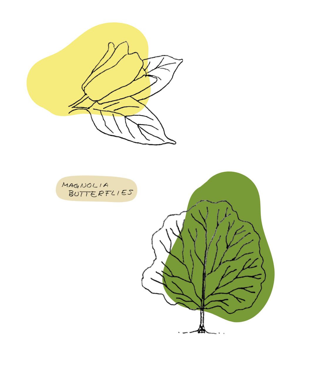 Sketch drawings of the leaf, bloom and tree shape of the Butterflies Magnolia tree