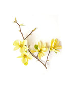 Yellow bloom of a Butterflies Magnolia tree from Bower & Branch on white