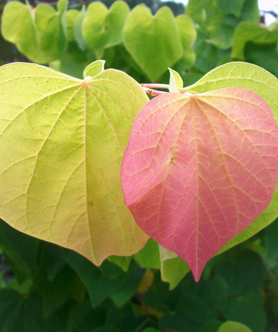 A close up of the multi-colored foliage of the Rising Sun Redbud, showing off the lime green, yellow and rosy-pink heart shaped leaves